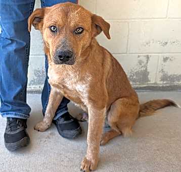 Photo of Rusty