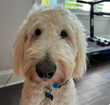 Photo of Teddy