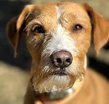 Photo of Cooper
