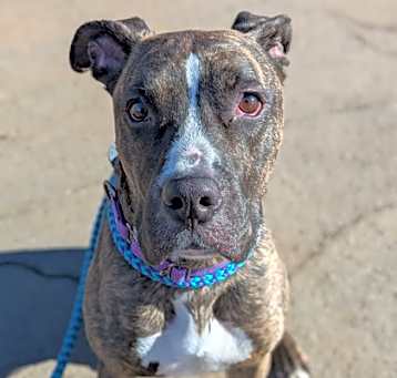 Photo of Scooby