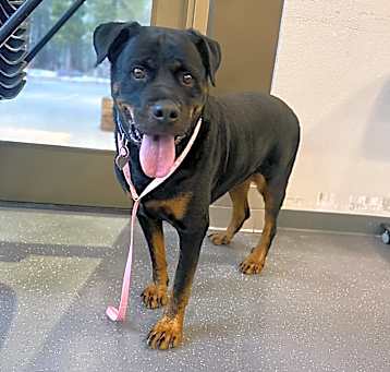 Photo of Ruby