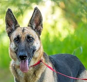 Photo of Perdita