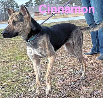Photo of Cinnamon (Coleman)
