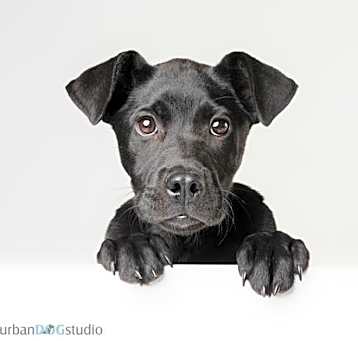 Photo of Sharpie - F