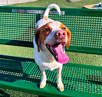 Photo of Daisy