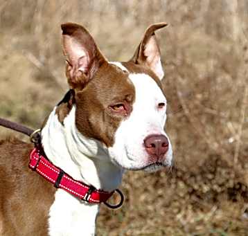 Photo of Cora