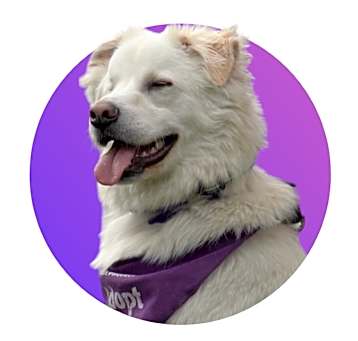 Photo of Bandit