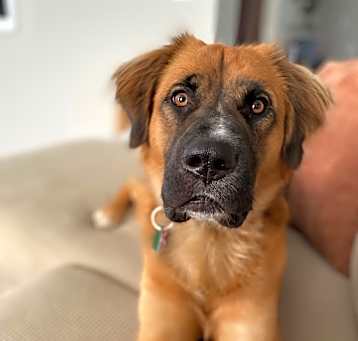 Photo of Koda