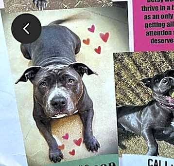 Photo of Betsy - Contact Sylva
