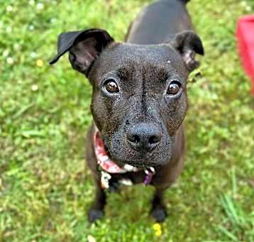 Photo of Mary Poppy The Perfect Pocket Pittie