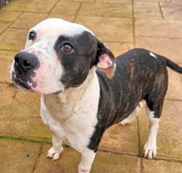 Photo of Tyson