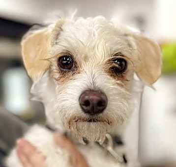 Photo of Mochi
