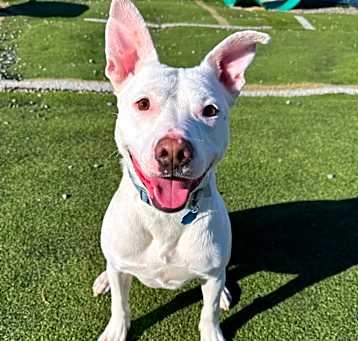 Photo of Hank #2 (videos on request)