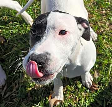 Photo of Poppy