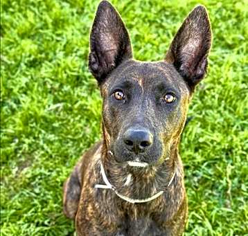 Photo of DUCHESS