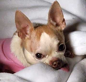 Photo of Remington