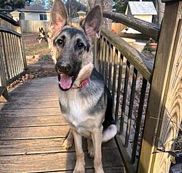 Photo of Enzo