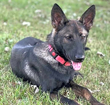 Photo of Indy Anna (Jones) (BMSR)