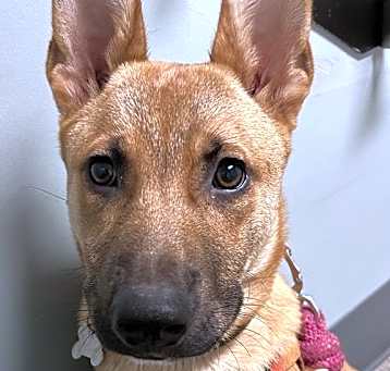 Photo of Scooby