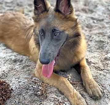 Photo of Luna