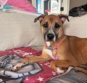 Photo of Gracie