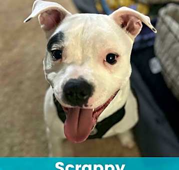 Photo of Scrappy