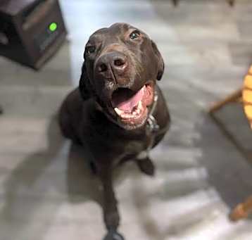 Photo of Pistol (in foster)