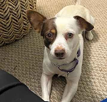 Photo of Spot