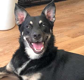 Photo of Dexter