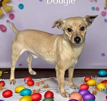 Photo of Dougie