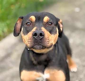 Photo of Konig A427614