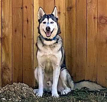 Photo of Cerberus