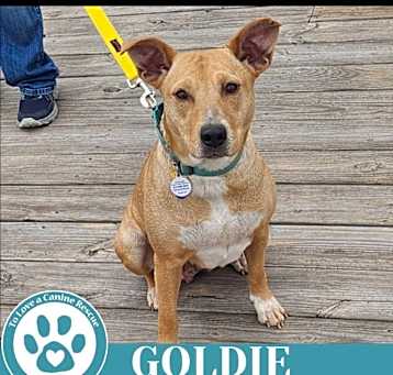 Photo of Goldie (Mom to Goldie's Pups) 030825