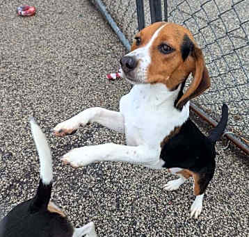 Photo of Lacey