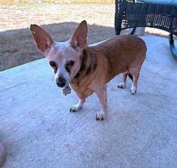 Photo of Riley (Texas Only)