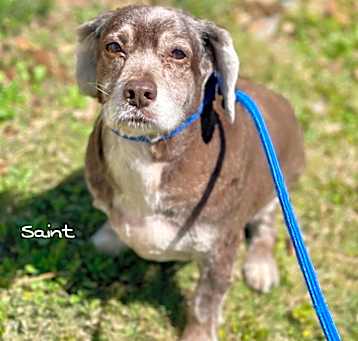 Photo of Saint