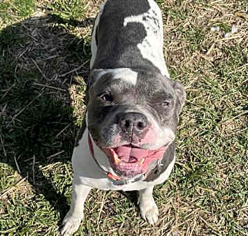 Photo of Yu Litter MiAmor (Mom)