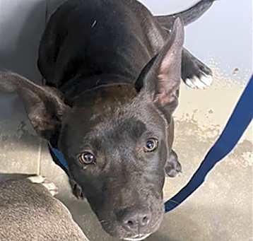 Photo of CHIQUITA