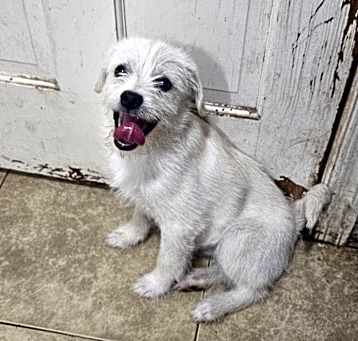 Photo of Snowy