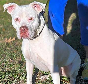 Photo of GHost