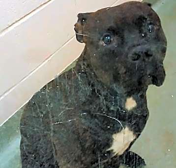Photo of Black