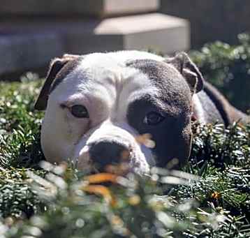 Photo of Desi