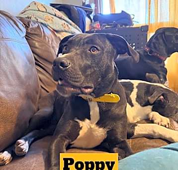 Photo of Poppy