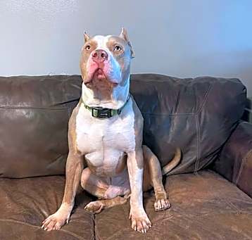 Photo of Ronnie