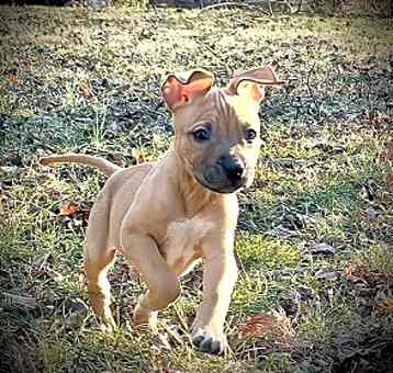 Photo of Thumper