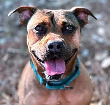 Photo of Brandy