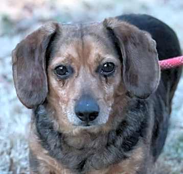 Photo of Bocephus