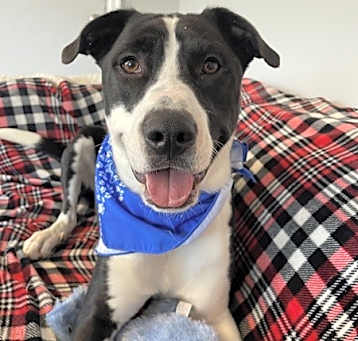 Photo of Buddy