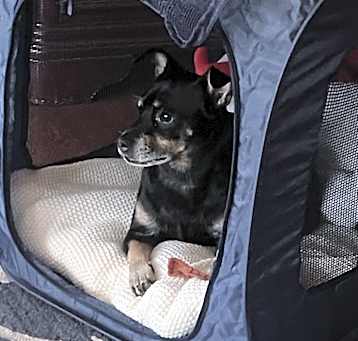 Photo of Teddy