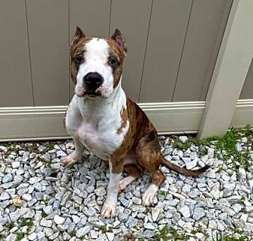 Photo of Tucker